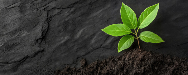 Naklejka premium Green sprout growing on dark stone background. Ecology and save nature concept. For banner, poster, flyer, wallpaper. Top view with copy space.