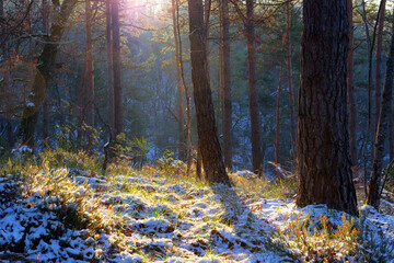 The Arbonne camp viewpoint in Fontainebleau forest