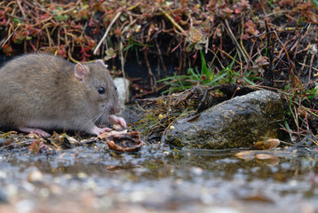 Passerotti e uccelli di bosco
