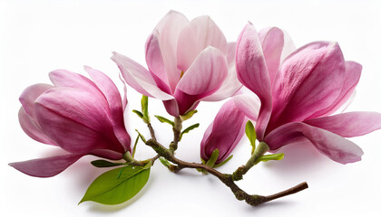 stunning blooming magnolia flower bouquet isolated on white background