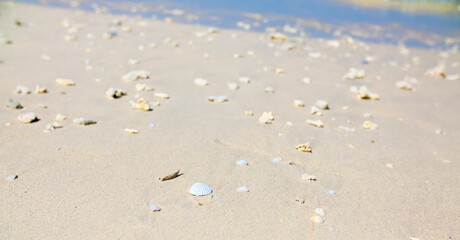 Corals on the sand on the seashore. Seascape background, sandy shore with corals and shells.
