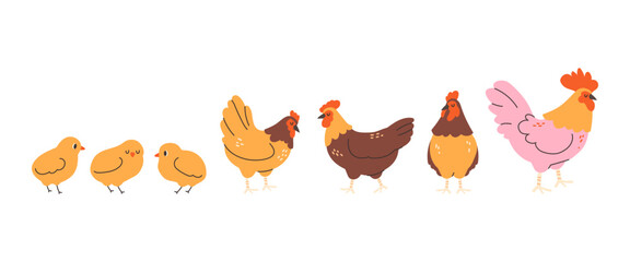 Domestic birds in flat style. Poultry, hens, chickens, rooster on white background