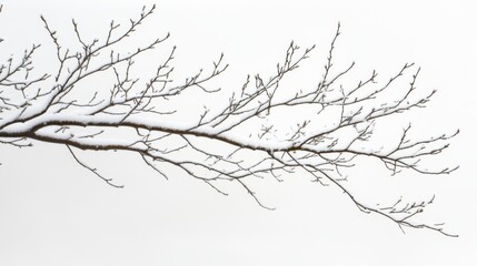 Snow-covered tree branch against a winter sky