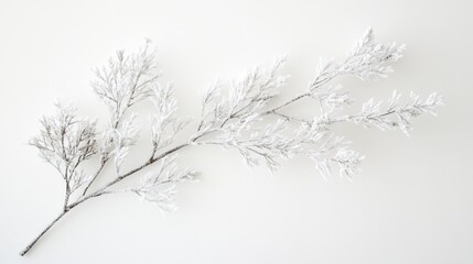 Frosty branch on white background: winter nature detail