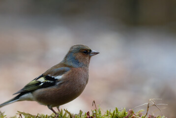 Passerotti e uccelli di bosco
