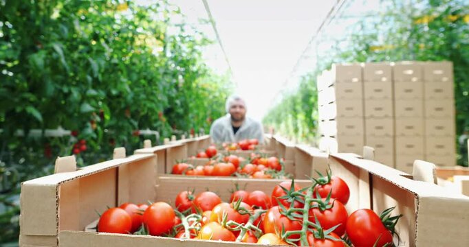 Greenhouse specialist collecting fresh cherry tomatoes on ecological organic farmland. Agricultural worker harvesting and transporting naturally grow vegetables, modern food production