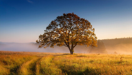 majestic o.k.tree in misty meadow © Valentin