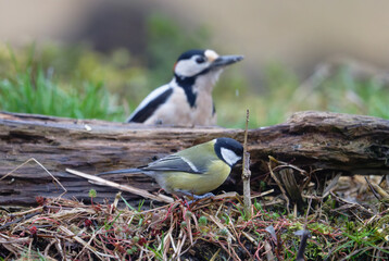 Passerotti e uccelli di bosco