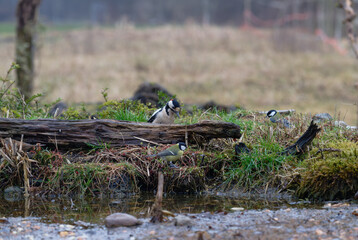 Passerotti e uccelli di bosco