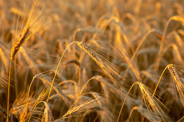 golden wheat field