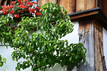 grusza spalier na ścianie domu, drzewo Pyrus communis, gruszki na gałęzi drzewa, spalier pear on the wall of the house, Pyrus communis tree, pears on the tree branch,