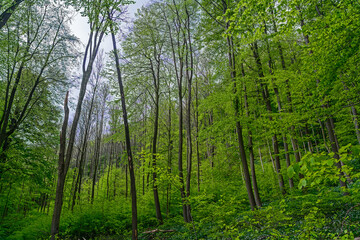 beech forest in spring