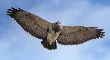 Aguila de Páramo