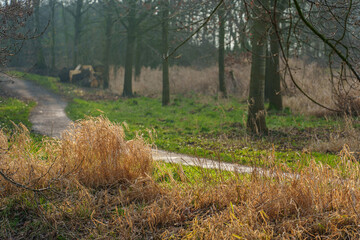 Wintermorgen im westlichen Münsterland