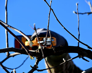 pruning apple tree with electric secateurs