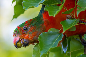 Photograph of an Australian King Parrot eating berries in a green leafy tree in the Blue Mountains in New South Wales, Australia.