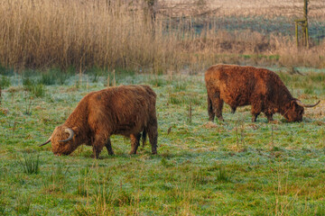 KÜhe im westlichen Münsterland bei Velen