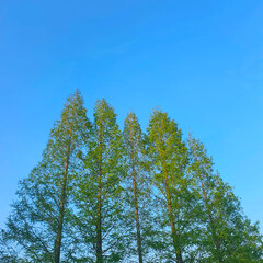 Obraz premium Pine tree against blue sky, tree in the forest, trees in the forest