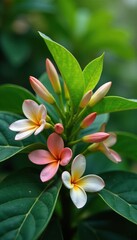 Calotropis tree with large leaves and flowers, nature photography, flowering tree