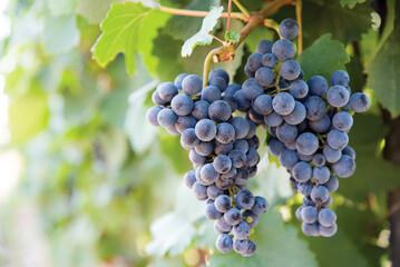 Bunch of black grapes on the vine covered with bluish bloom 