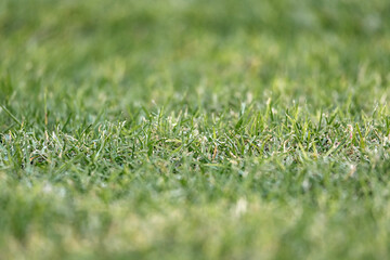 Green mown lawn, natural grass background, selective focus, bokeh