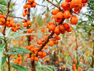 Branch of ripe sea buckthorn berries in a wood. Orange sea buckthorn berries. Healthy eating.