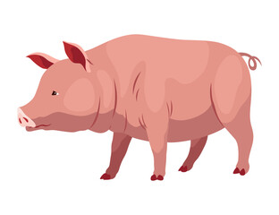 Pig set flat cartoon isolated on white background. Pink pig vector illustration