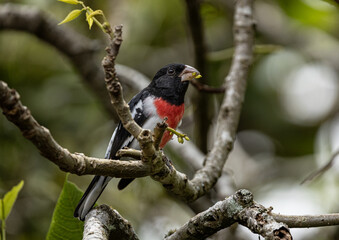 Fauna de mi tierra