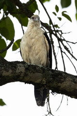 Fauna de mi tierra