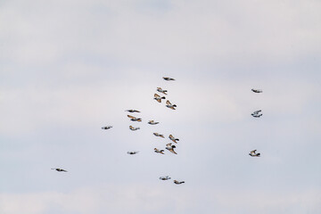 The scenic views of flying birds 