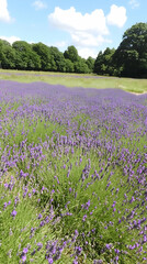 Naklejka premium Lavender field under sunny sky, idyllic countryside scenery, summer bloom, nature background, perfect for relaxation or travel brochures