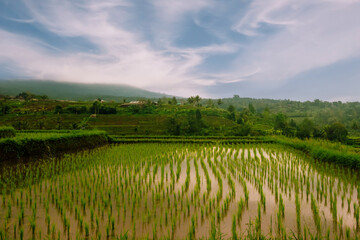 the Jatiluwih Rice Terraces in Bali, Indonesia.