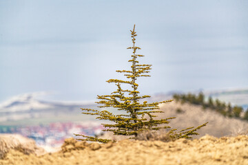small tree at the edge of the hill