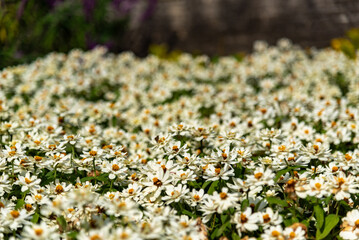 安城産業文化公園デンパーク