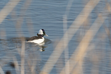 adult male bufflehead duck species of waterfowl sits on water surface in its winter grounds