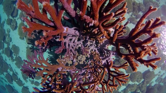 A detailed close-up of vibrant coral formations in a clear tropical ocean, showcasing marine biodiversity. Concept of underwater life and ecological beauty