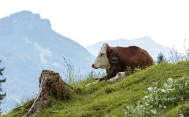 Urlaub in den Bergen
