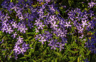 Obraz premium Delicate purple phlox blooming in the garden illuminated by the sun.