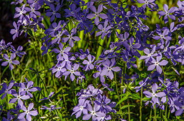 Purple phlox blooming in the garden illuminated by the sun.
