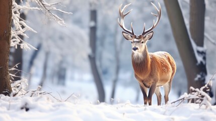 Deer in winter forest. Wild animal in winter forest. Wildlife scene.