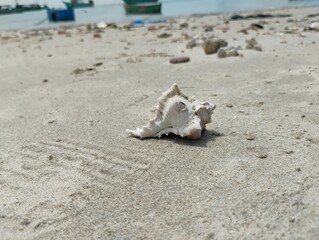 Seashell on Sandy Beach - Nature’s Coastal Beauty