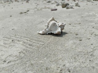 Seashell on Sandy Beach - Nature’s Coastal Beauty