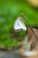butterfly on leaf