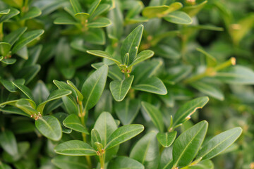 plant, leaf, leaves, nature, tree, isolated, branch, herb, garden, food, spring, bush, closeup, fresh, white, foliage, summer, green, botany, flora, flower, growth, organic, sage, freshness