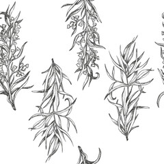 Sprigs of tarragon seamless pattern. Tarragon blooming. Graphic illustration. Vector. Hand drawn ink sketch. Twigs for packaging Tarragon drink, menu, in sets of spices, botanical ornament