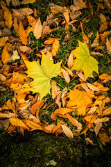 autumn, leaf, fall, leaves, nature, yellow, maple, tree, season, orange, red, color, foliage, green, colorful, forest, plant, texture, bright, gold, park, abstract, vibrant, october, brown