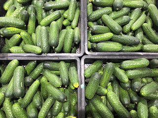 Ripe and tasty cucumbers in a crate. Harvesting cucumber on the farm.