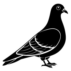 Pigeon with a chest silhouette vector illustration 