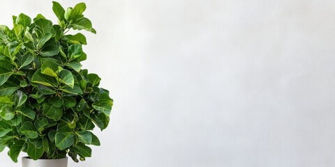 arbor day promotion, an eye-catching arbor day ad features a vibrant potted fig tree on the left, leaving space for text on the right