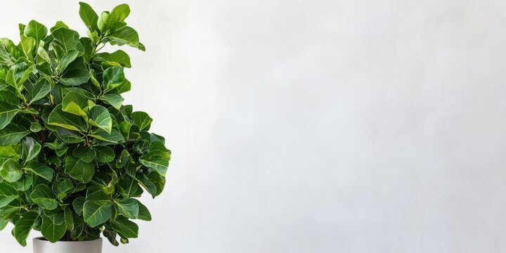 arbor day promotion, an eye-catching arbor day ad features a vibrant potted fig tree on the left, leaving space for text on the right